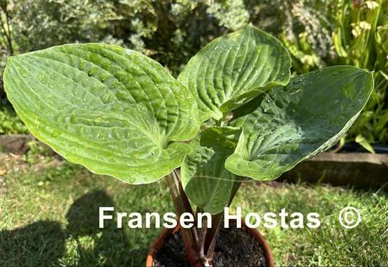 Hosta Chris' Pinky Present